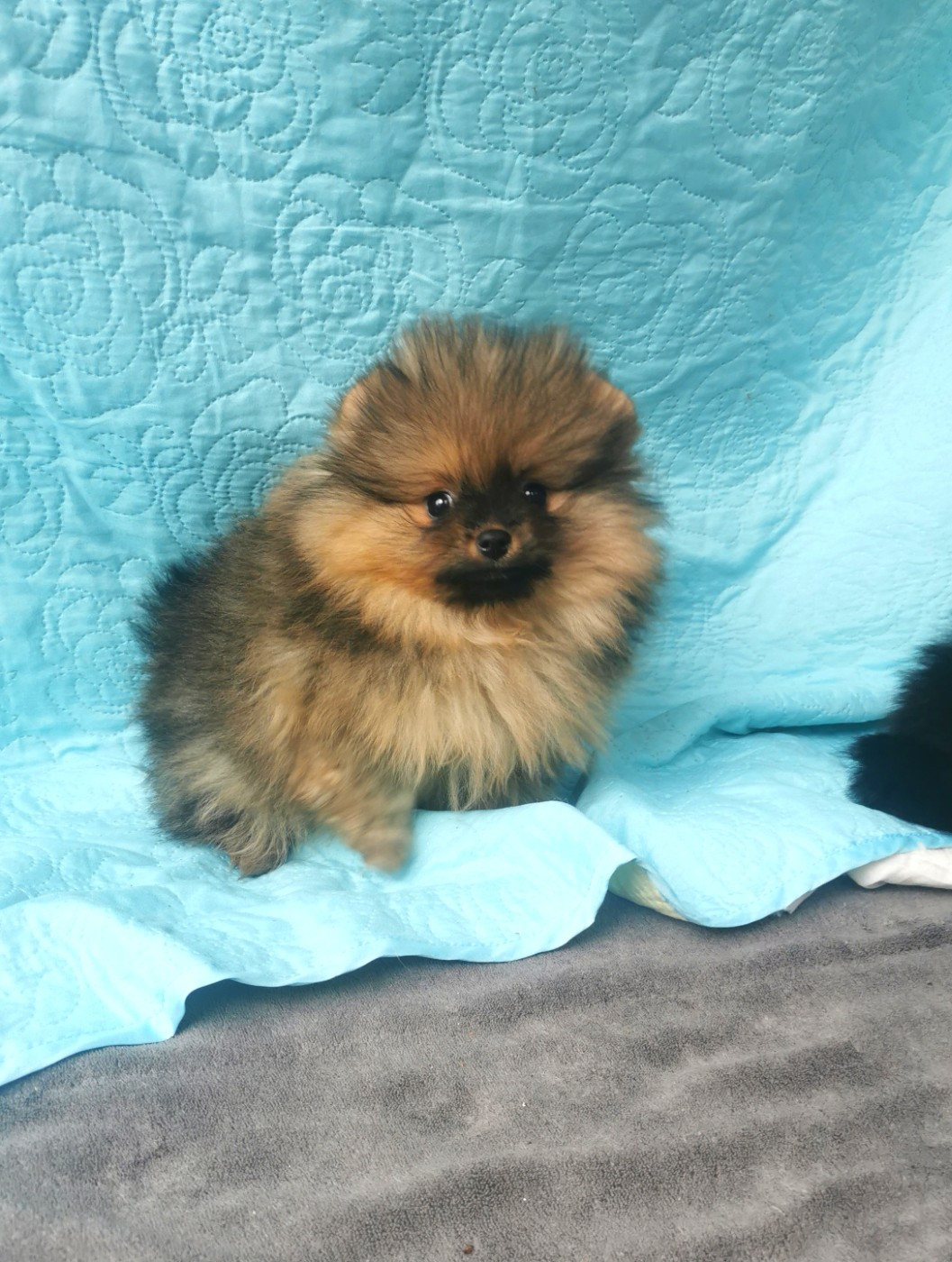 De La Beauté Française - Chiots disponibles - Spitz allemand