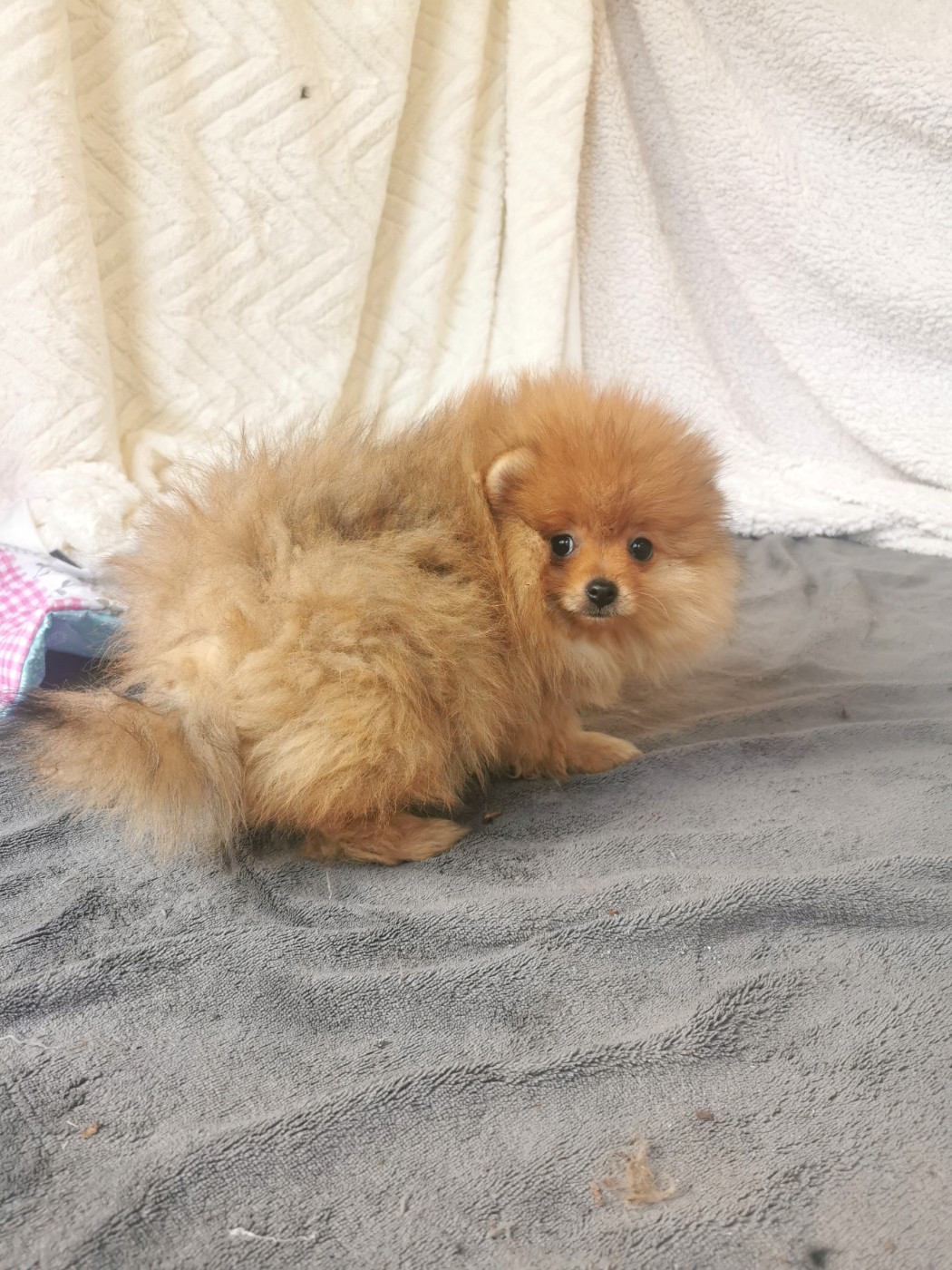 De La Beauté Française - Chiots disponibles - Spitz allemand