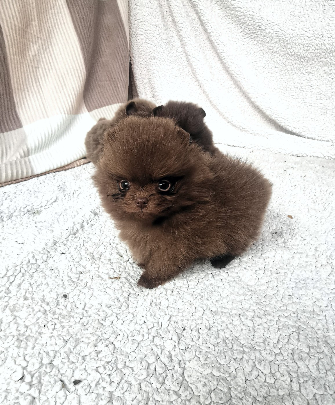 De La Beauté Française - Chiots disponibles - Spitz allemand