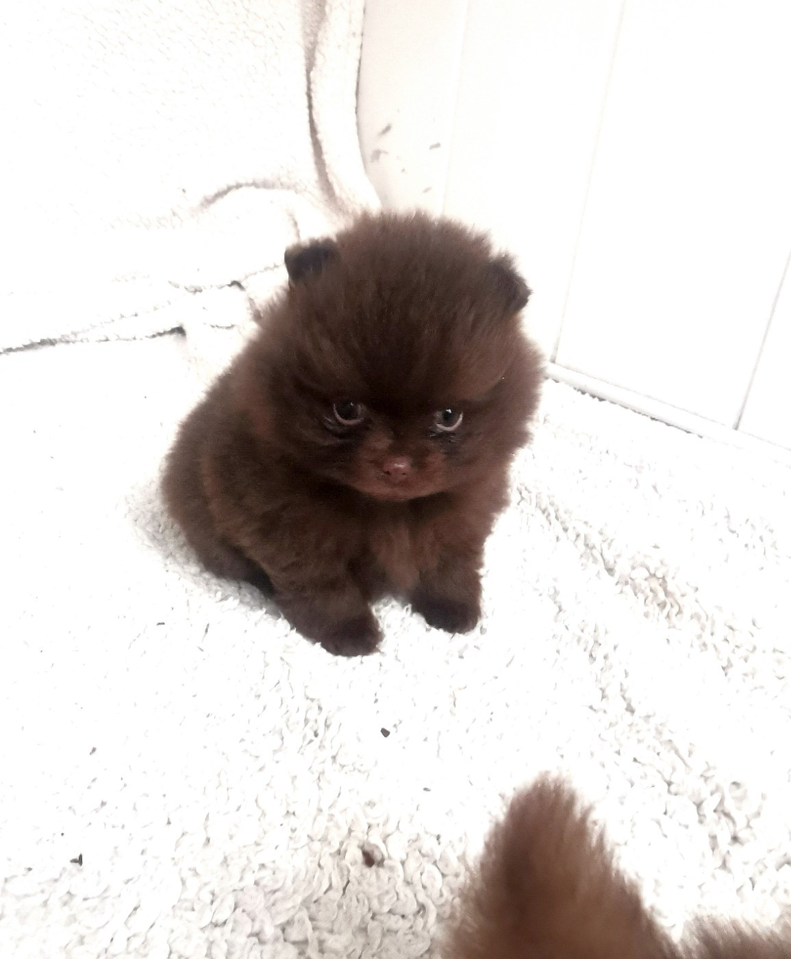 De La Beauté Française - Chiots disponibles - Spitz allemand