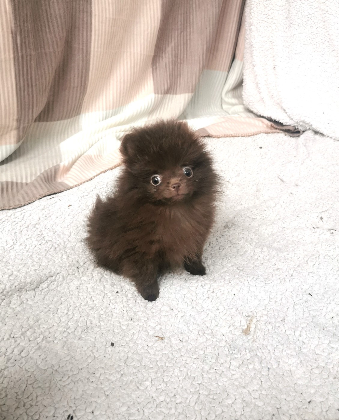 De La Beauté Française - Chiots disponibles - Spitz allemand