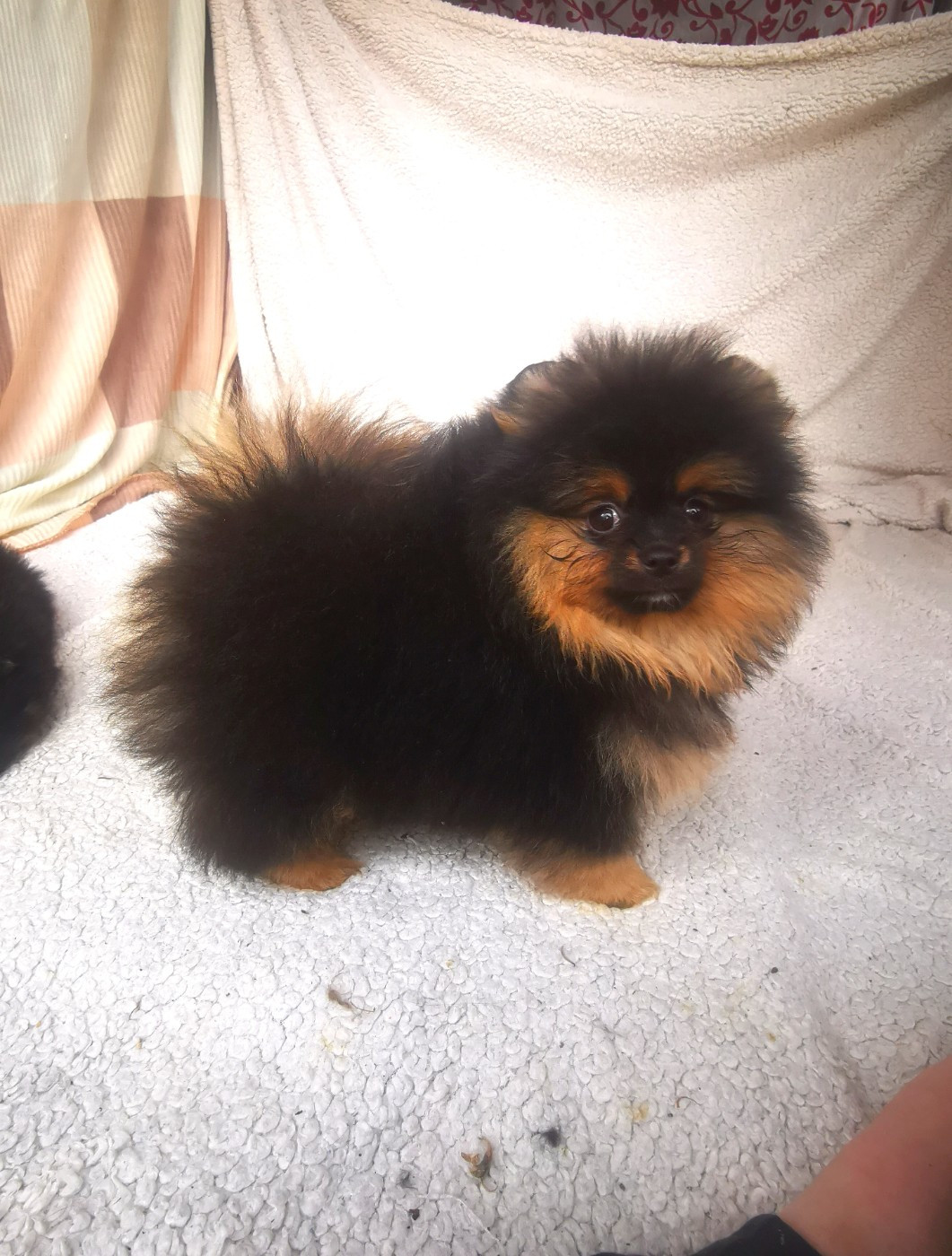 De La Beauté Française - Chiots disponibles - Spitz allemand