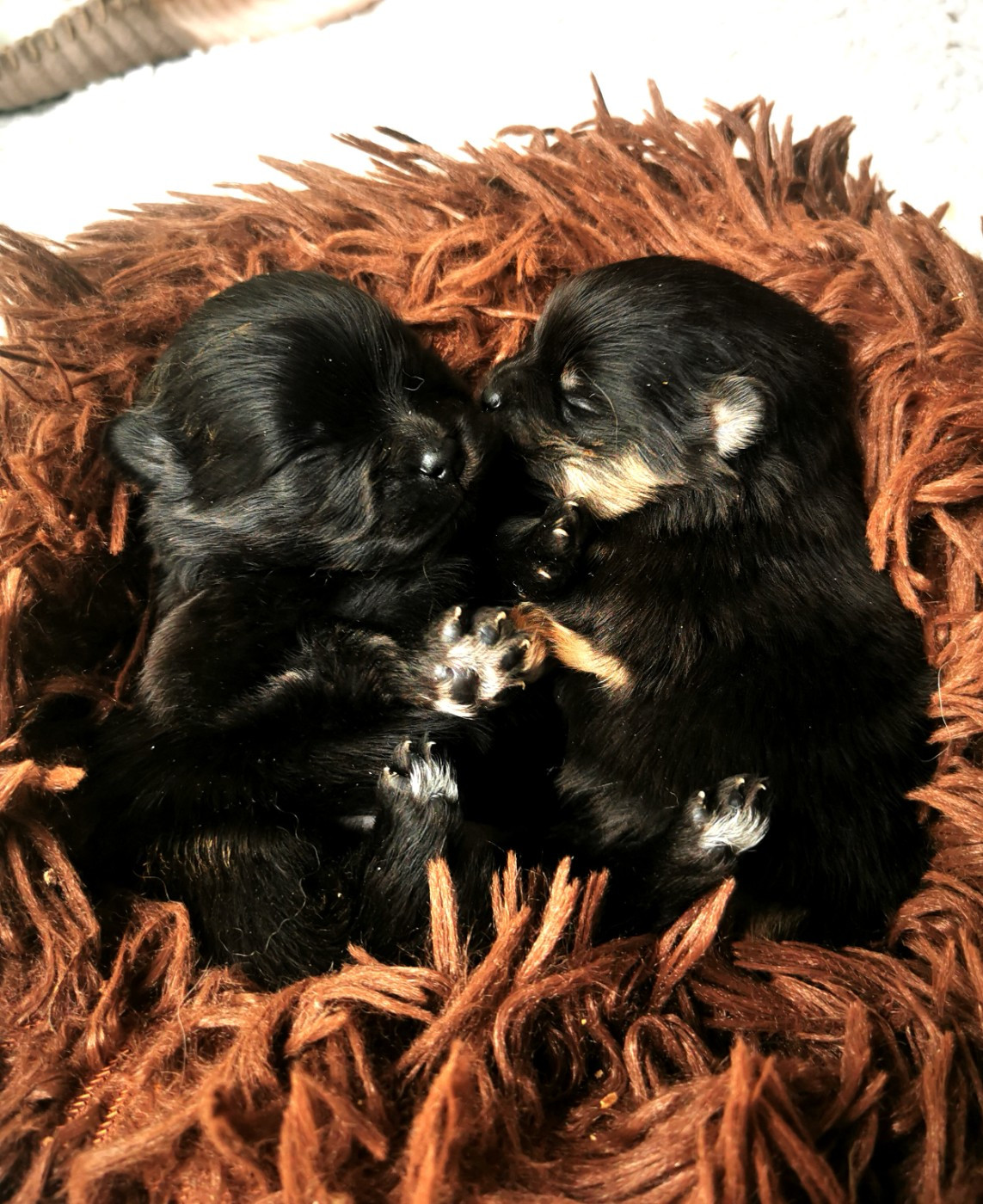 De La Beauté Française - Chiots disponibles - Spitz allemand