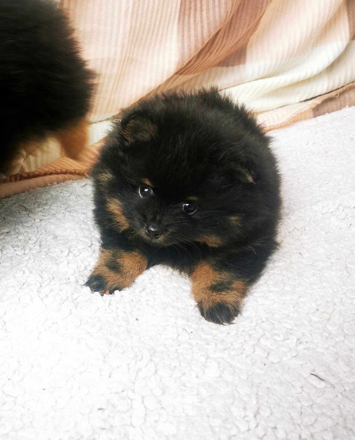 De La Beauté Française - Chiots disponibles - Spitz allemand