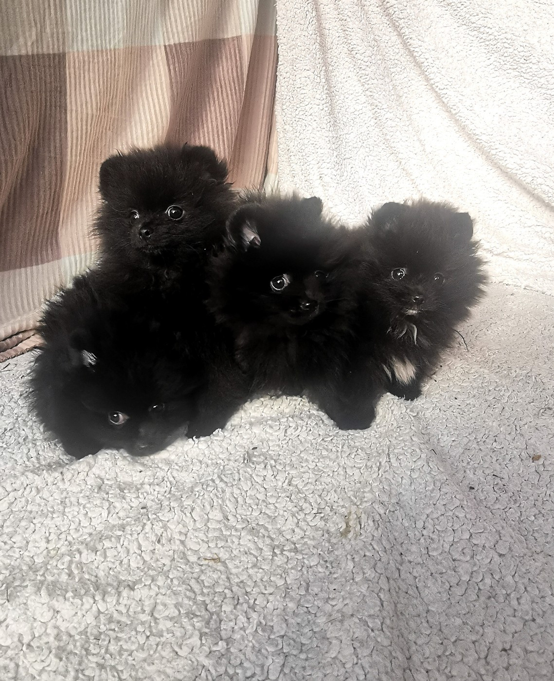 De La Beauté Française - Chiots disponibles - Spitz allemand