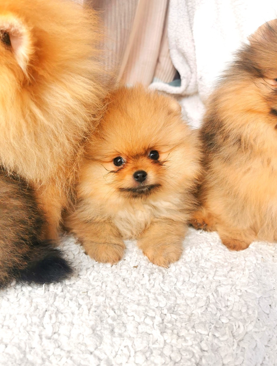 De La Beauté Française - Chiots disponibles - Spitz allemand