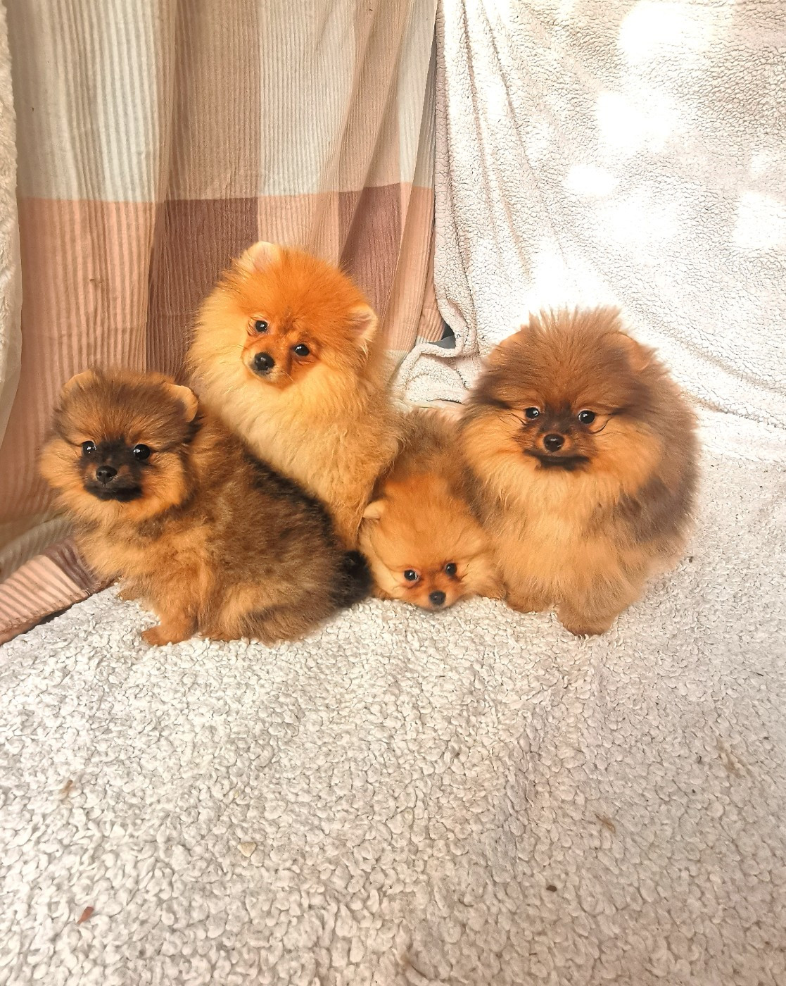 De La Beauté Française - Chiots disponibles - Spitz allemand