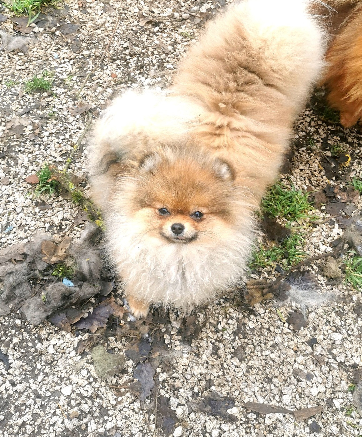 De La Beauté Française - Chiots disponibles - Spitz allemand