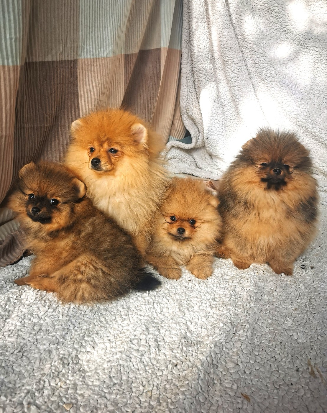 De La Beauté Française - Chiots disponibles - Spitz allemand