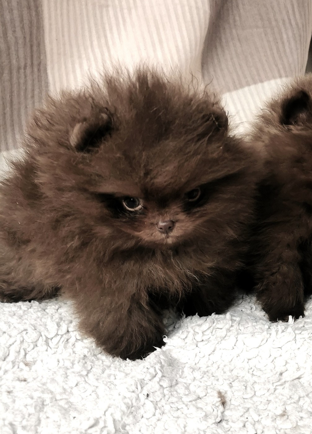 De La Beauté Française - Chiots disponibles - Spitz allemand