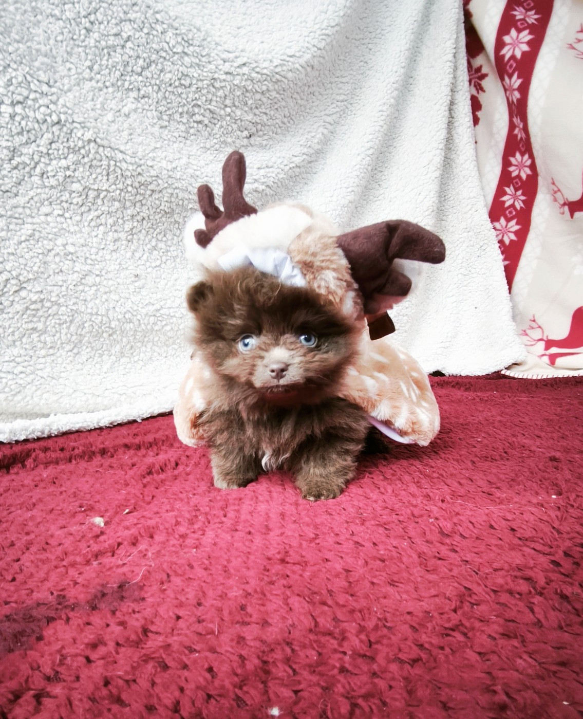 De La Beauté Française - Chiots disponibles - Spitz allemand