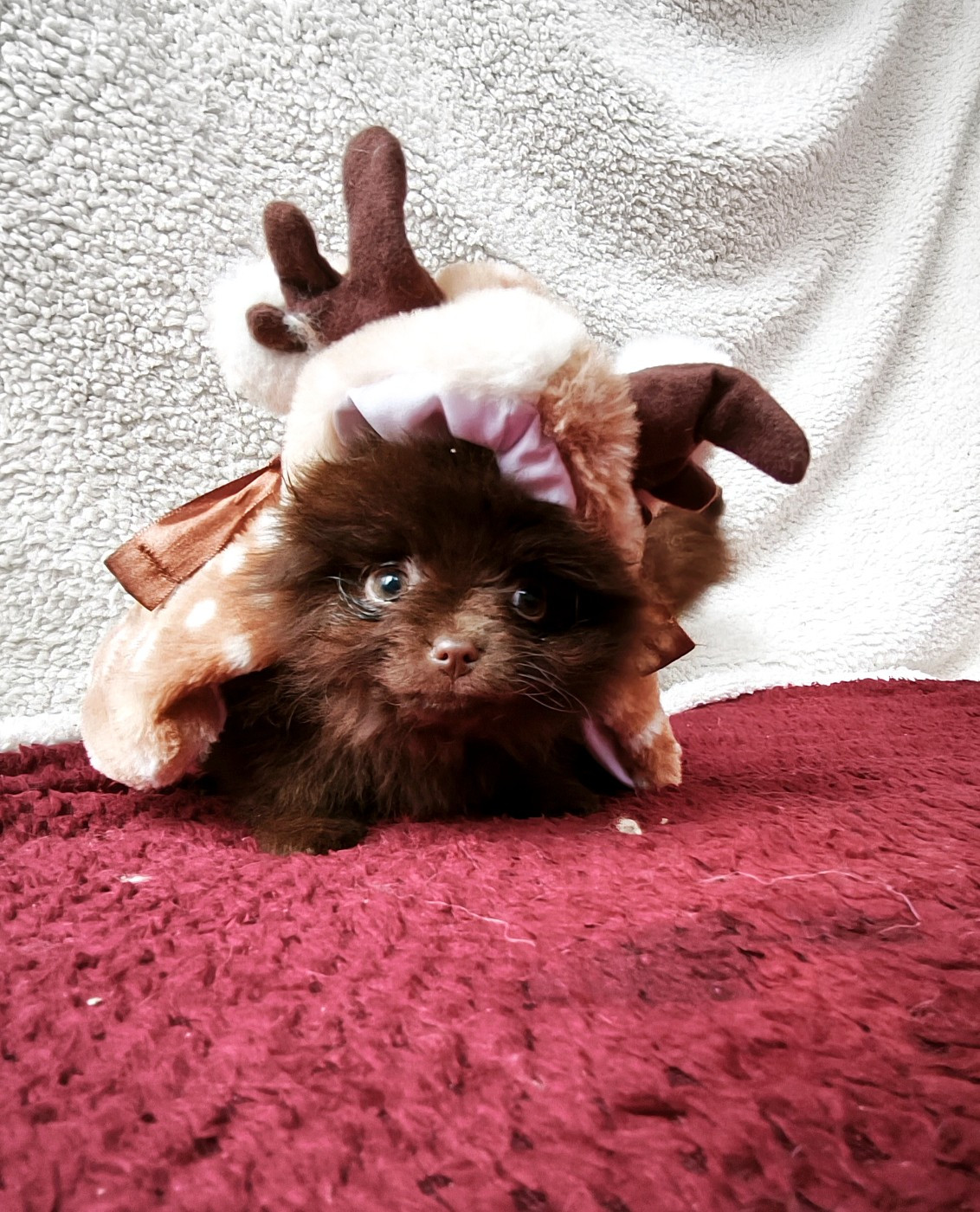 De La Beauté Française - Chiots disponibles - Spitz allemand