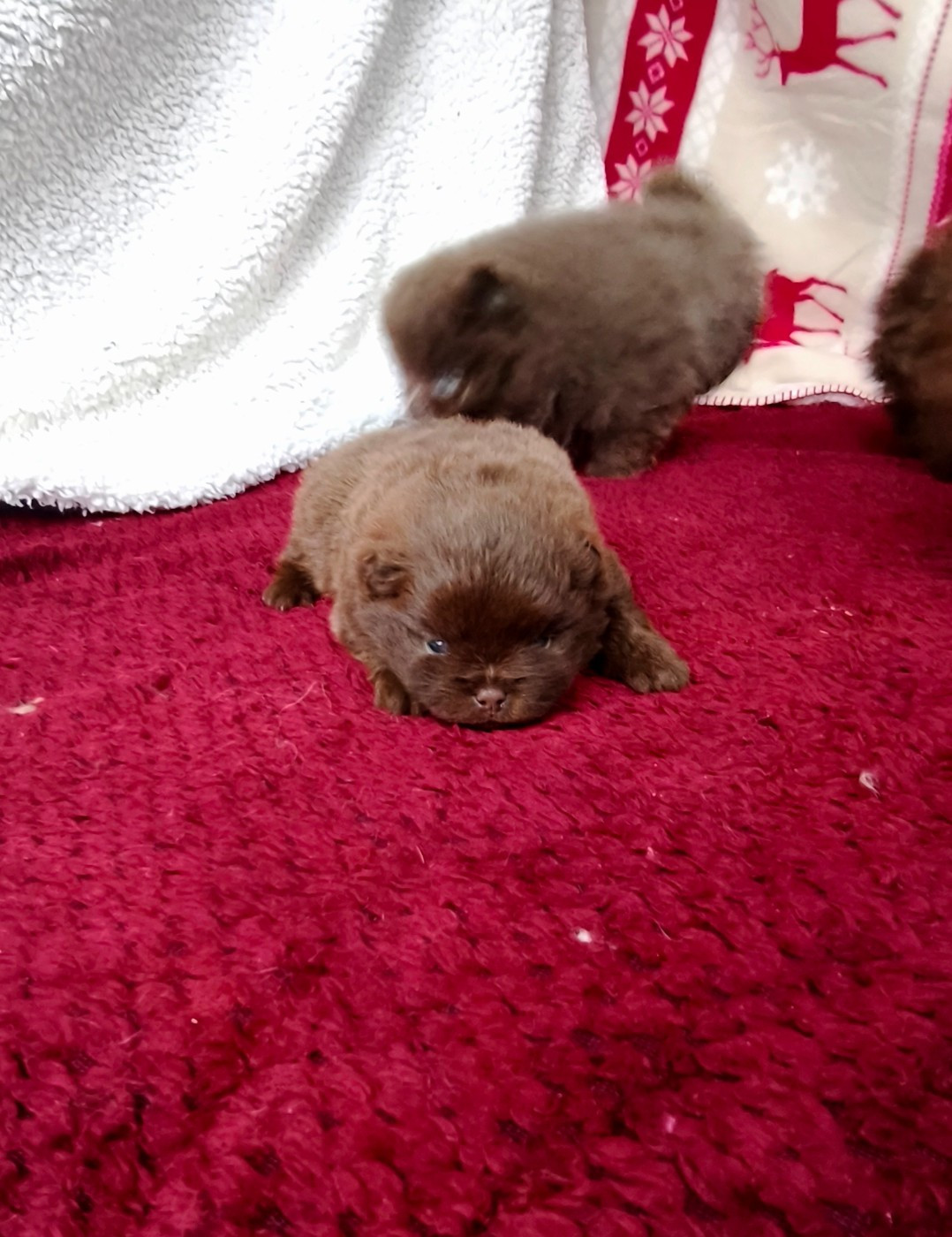 De La Beauté Française - Chiots disponibles - Spitz allemand