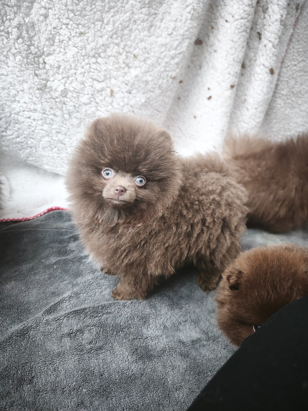 De La Beauté Française - Chiots disponibles - Spitz allemand