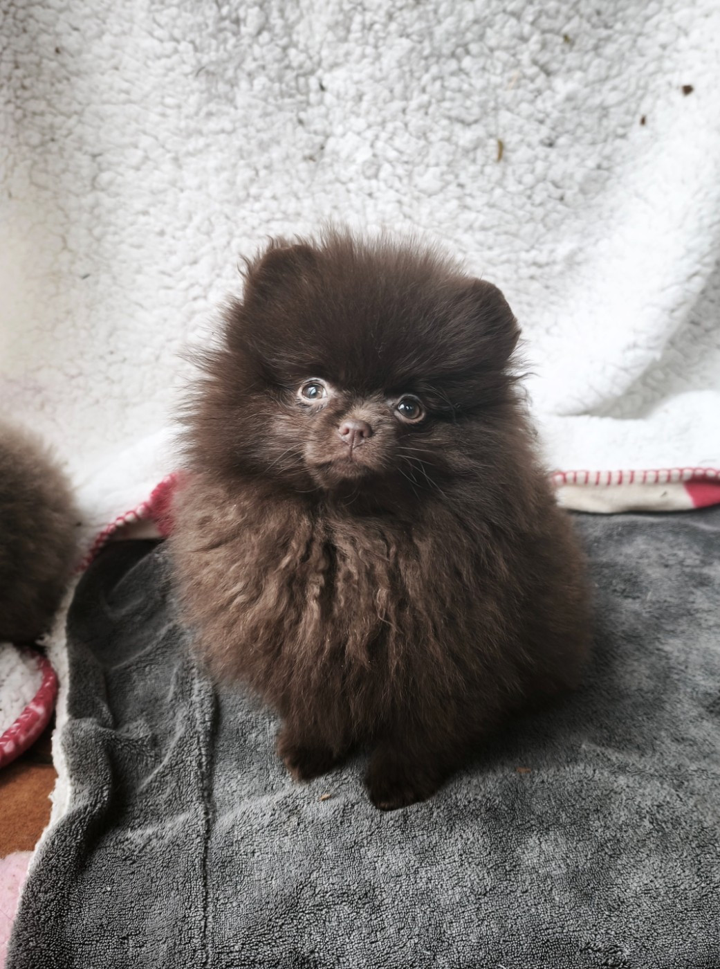 De La Beauté Française - Chiots disponibles - Spitz allemand