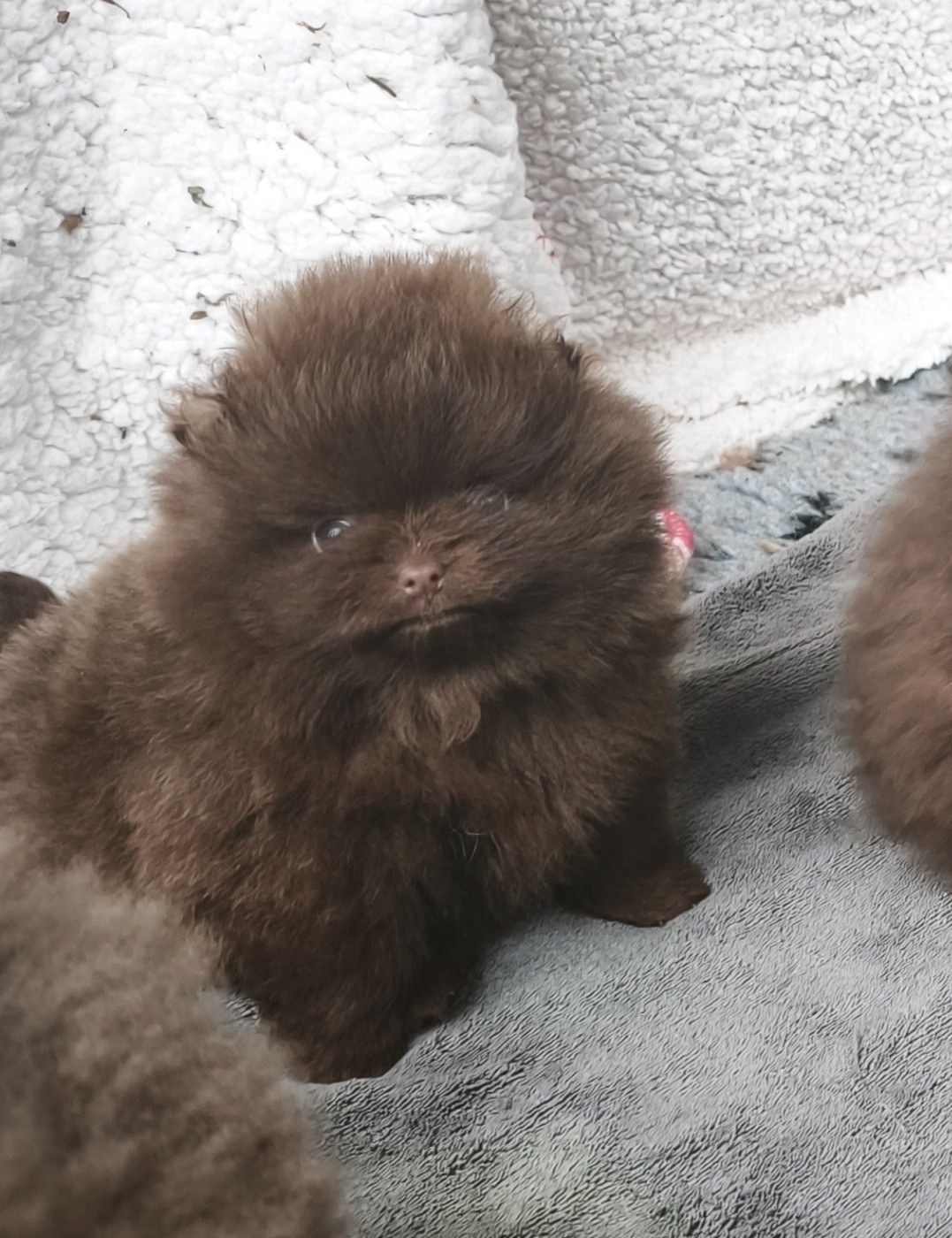 De La Beauté Française - Chiots disponibles - Spitz allemand