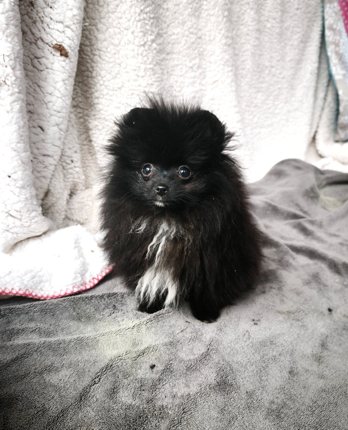 De La Beauté Française - Chiots disponibles - Spitz allemand