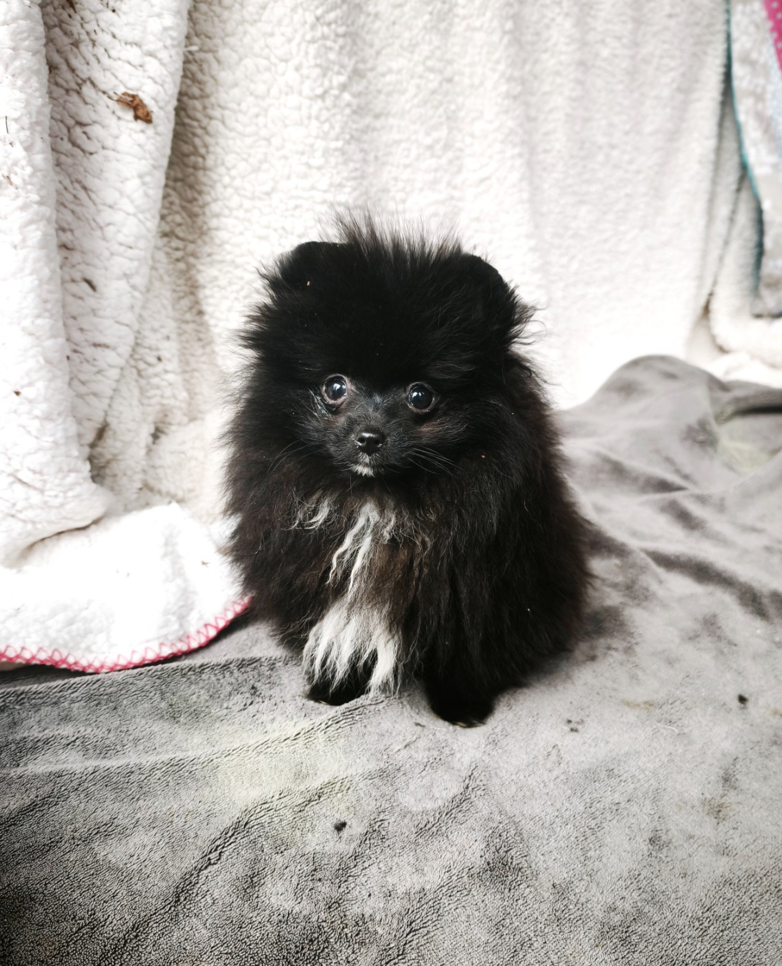 De La Beauté Française - Chiots disponibles - Spitz allemand