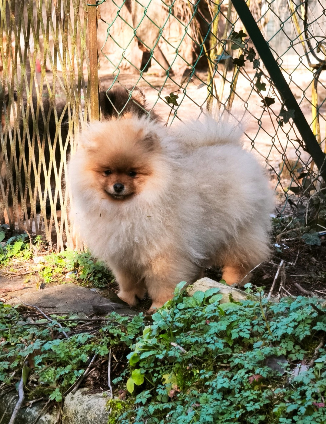 De La Beauté Française - Chiots disponibles - Spitz allemand