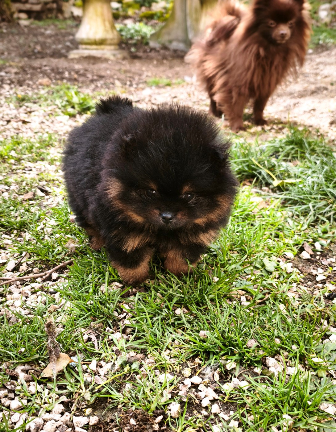 De La Beauté Française - Chiots disponibles - Spitz allemand