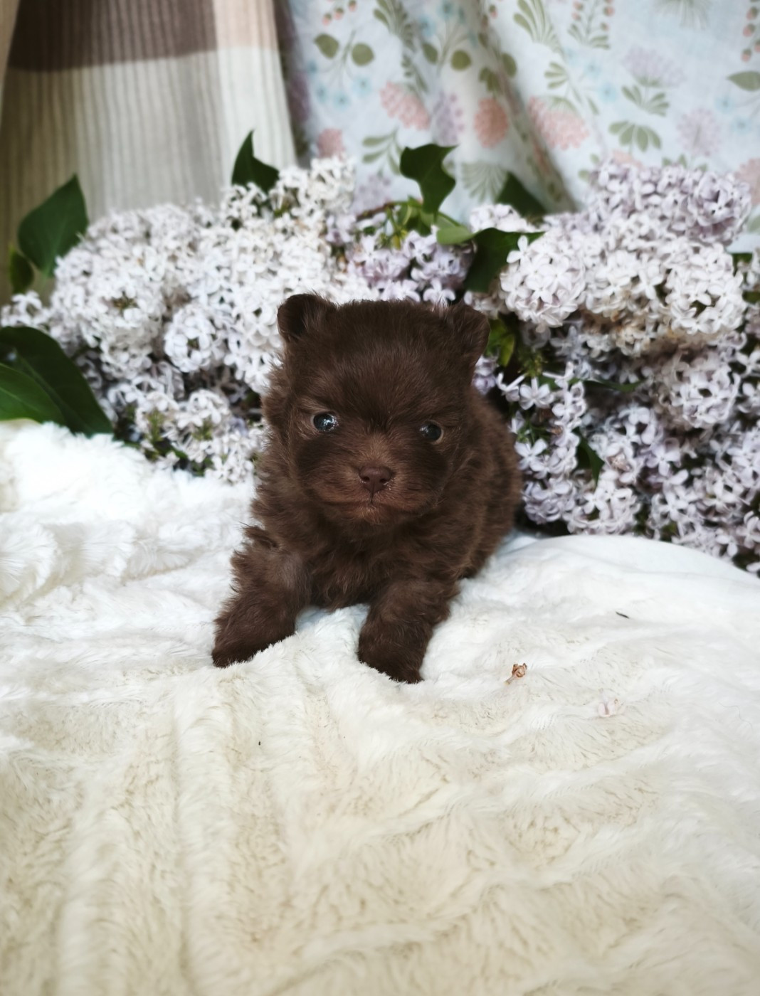 De La Beauté Française - Chiots disponibles - Spitz allemand