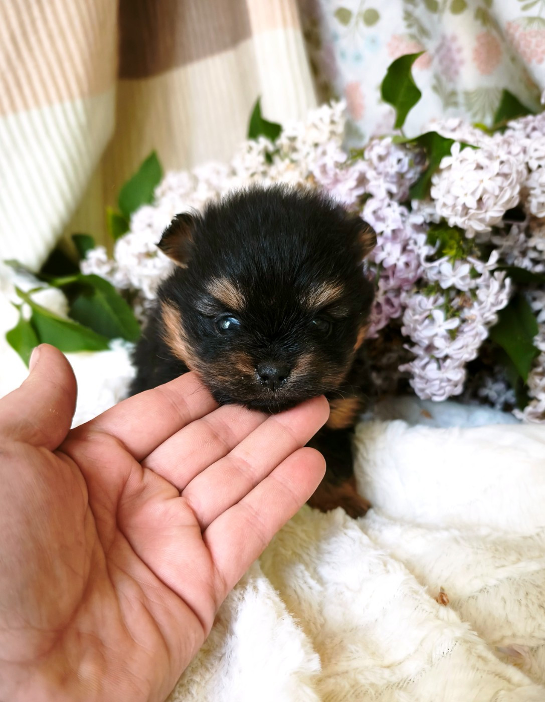 De La Beauté Française - Chiots disponibles - Spitz allemand