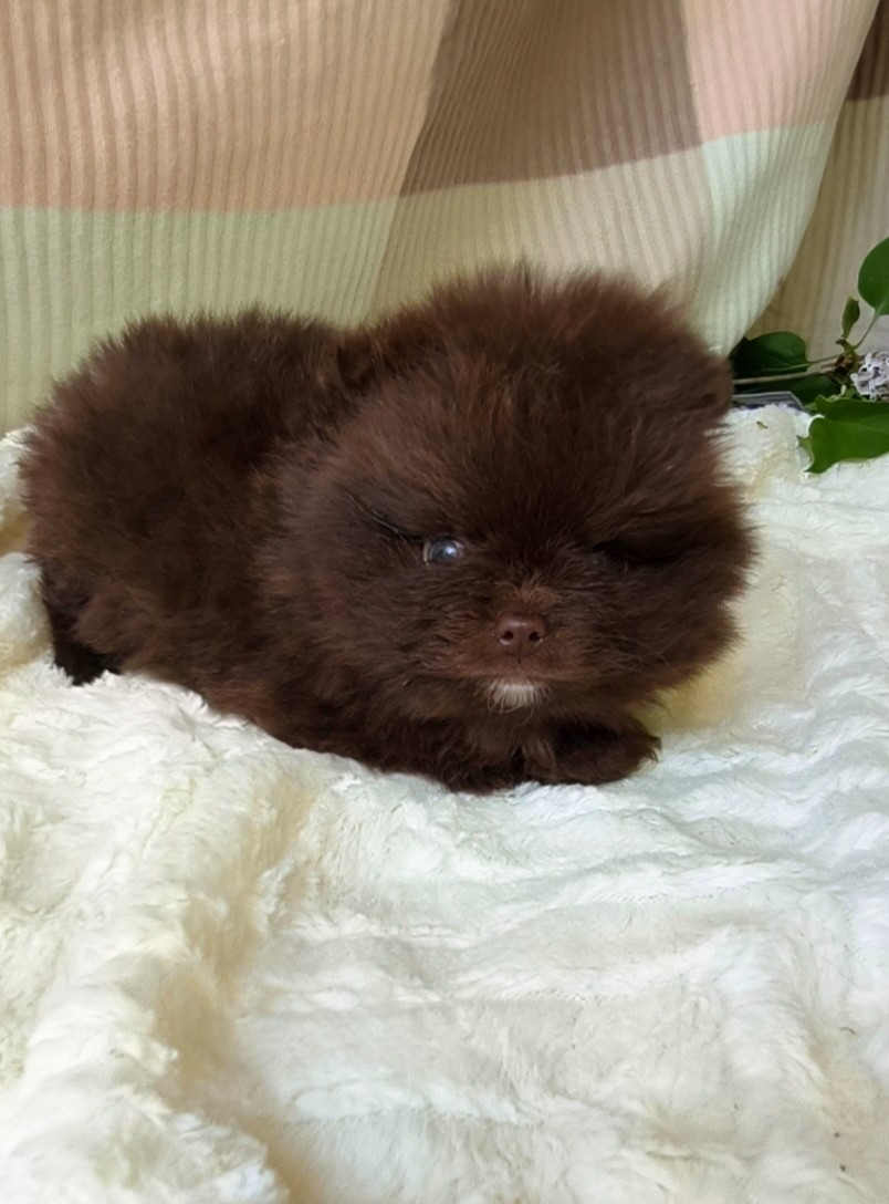 De La Beauté Française - Chiots disponibles - Spitz allemand