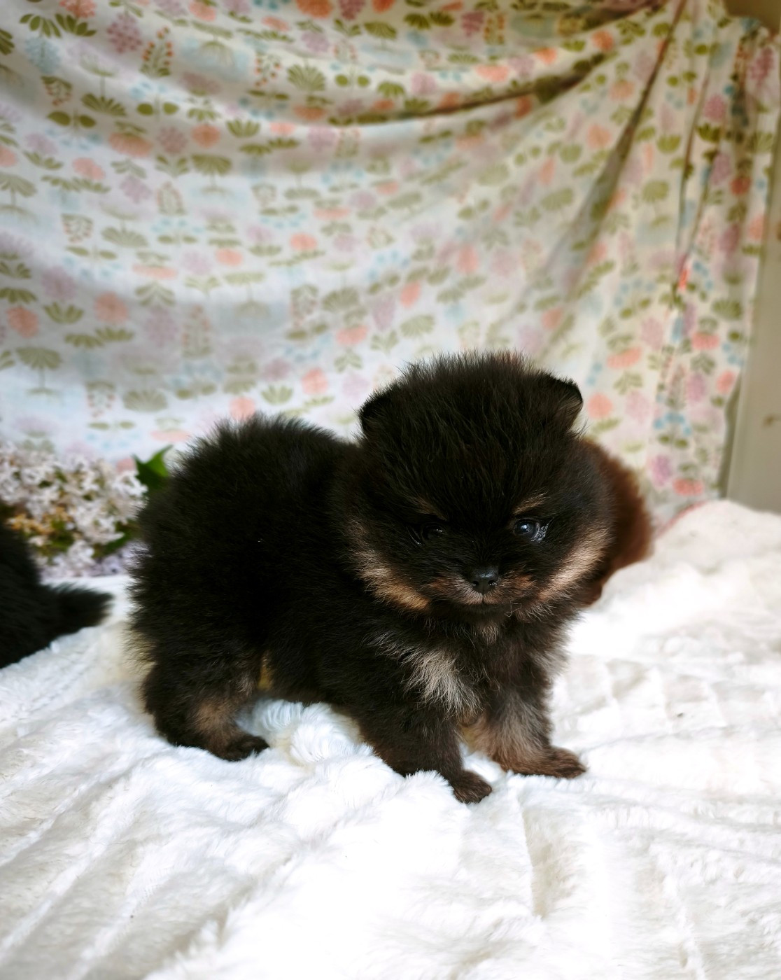De La Beauté Française - Chiots disponibles - Spitz allemand