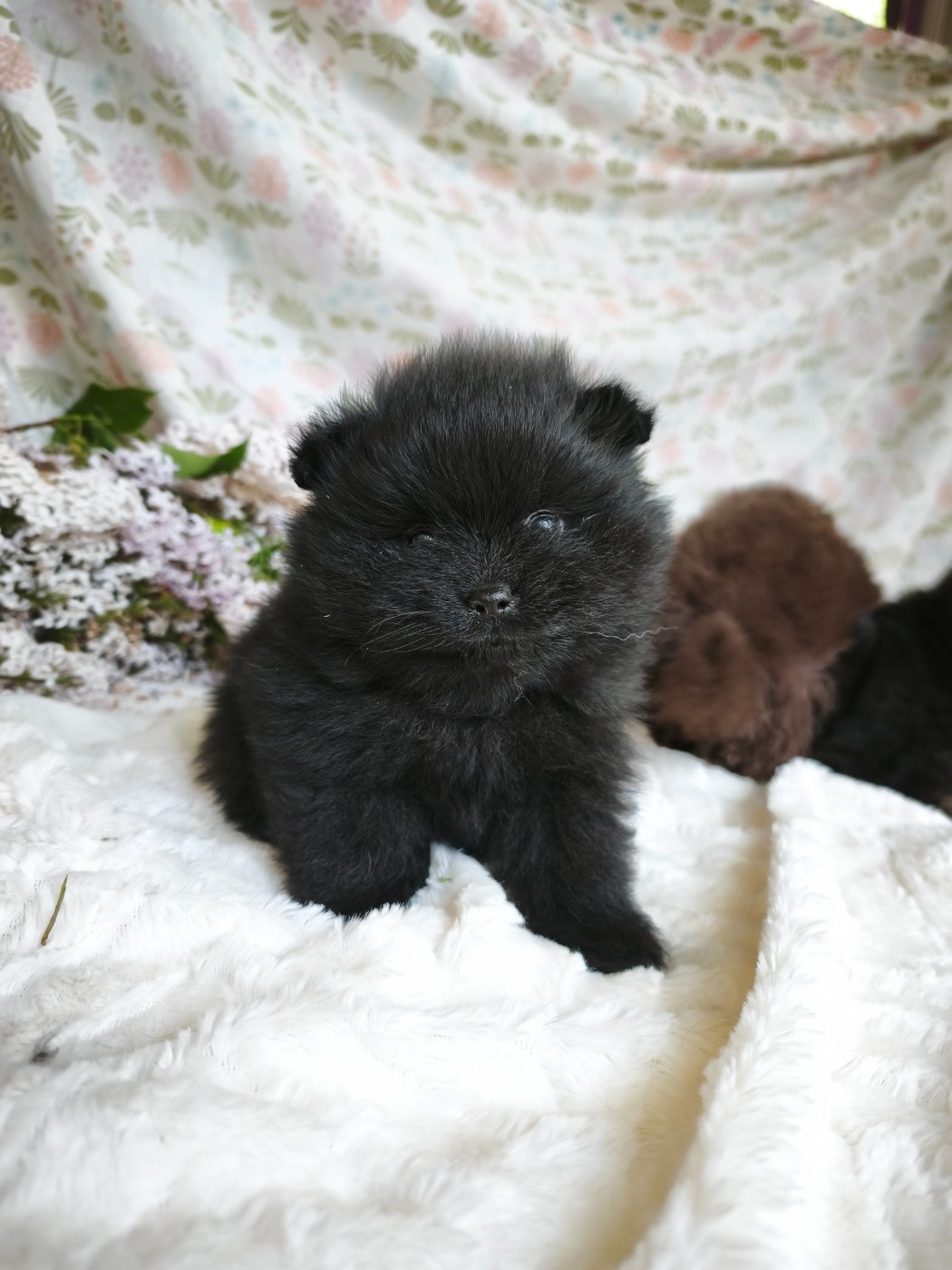 De La Beauté Française - Chiots disponibles - Spitz allemand