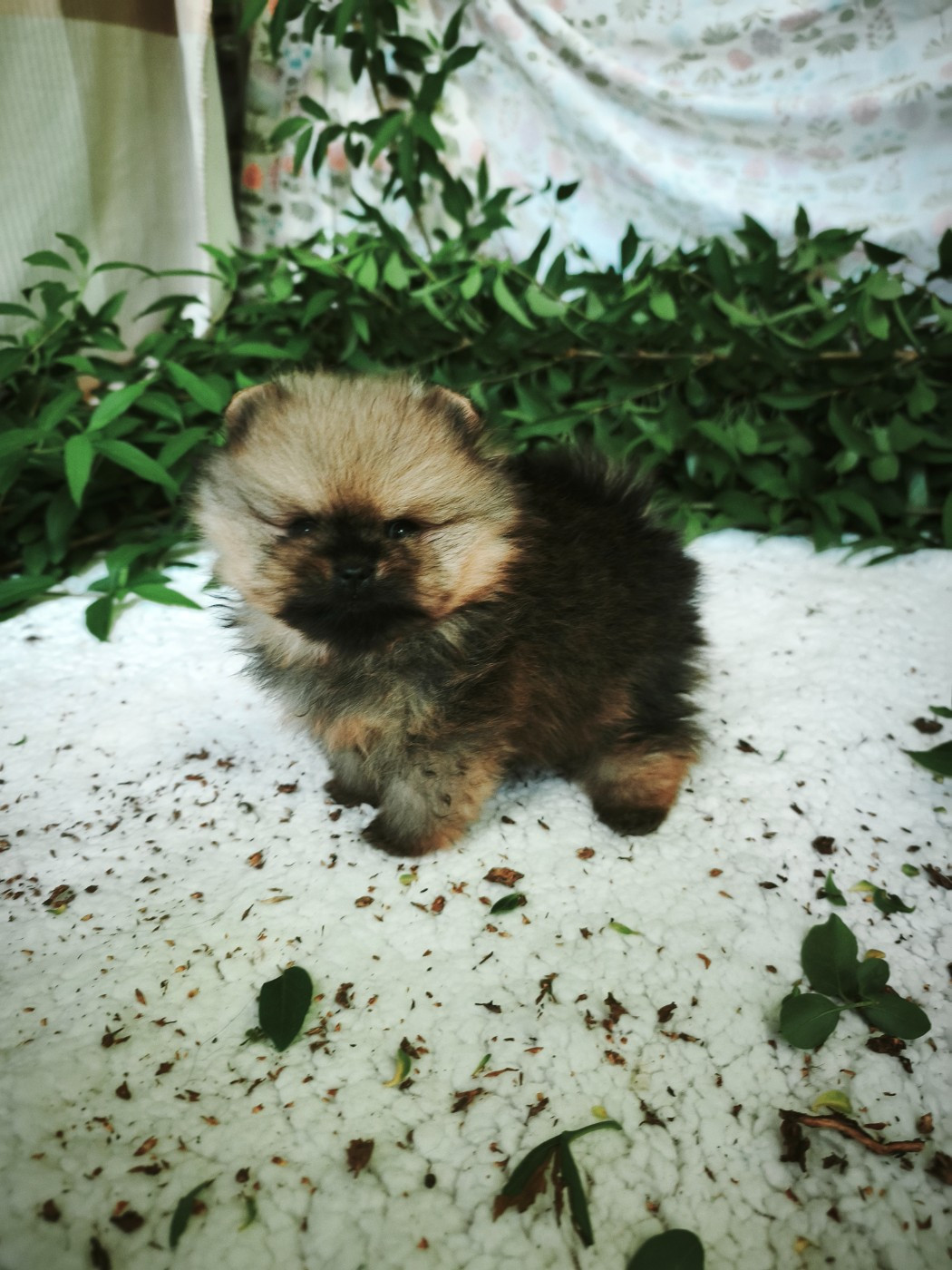 De La Beauté Française - Chiots disponibles - Spitz allemand