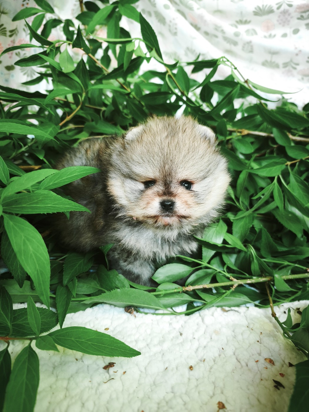 De La Beauté Française - Chiots disponibles - Spitz allemand