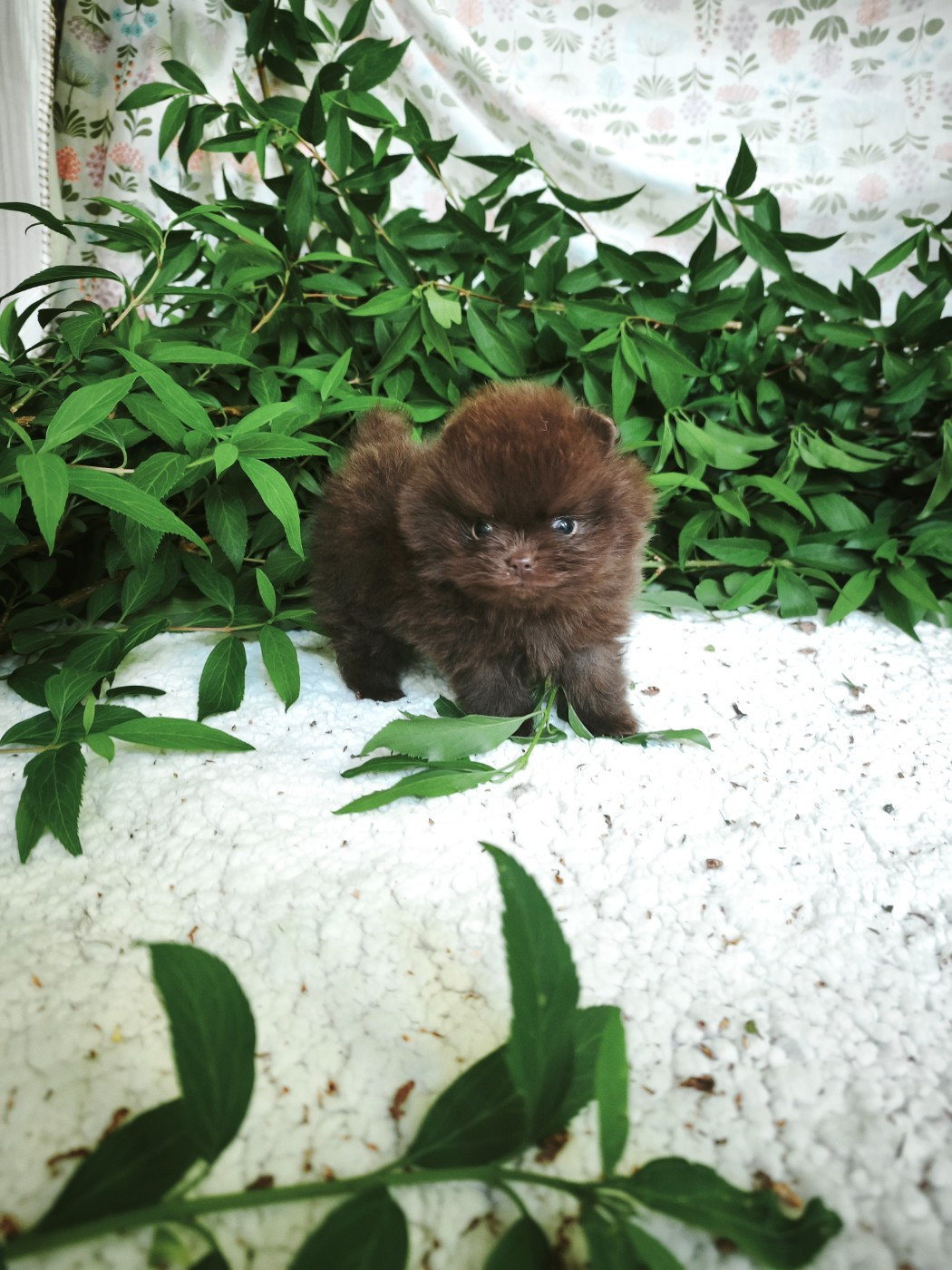 De La Beauté Française - Chiots disponibles - Spitz allemand