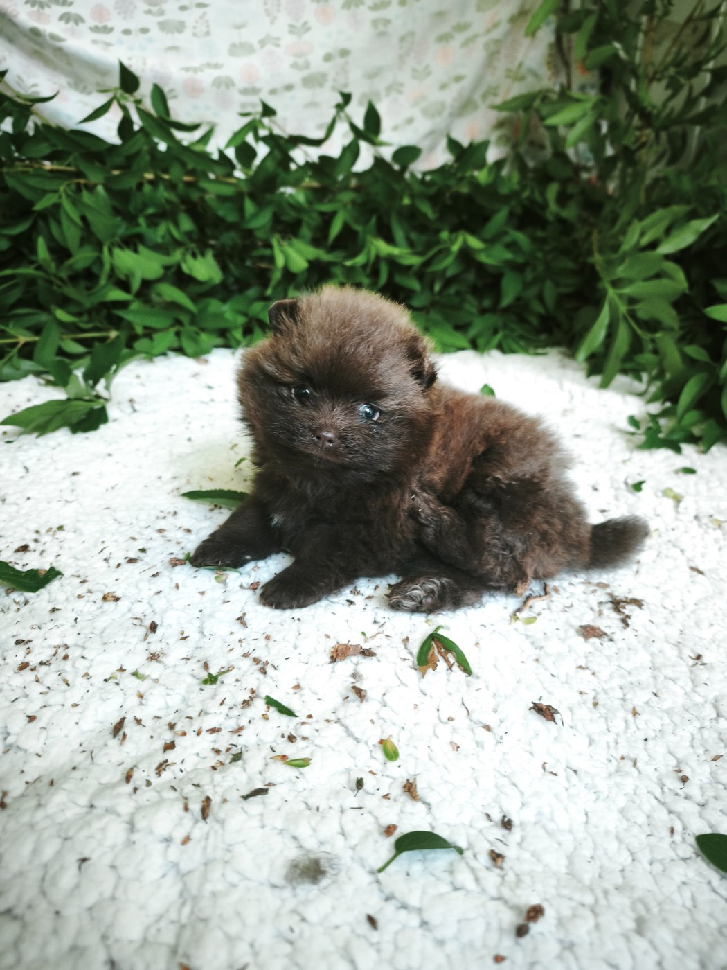 De La Beauté Française - Chiots disponibles - Spitz allemand