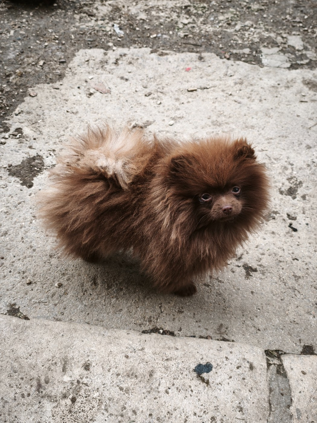 De La Beauté Française - Chiots disponibles - Spitz allemand