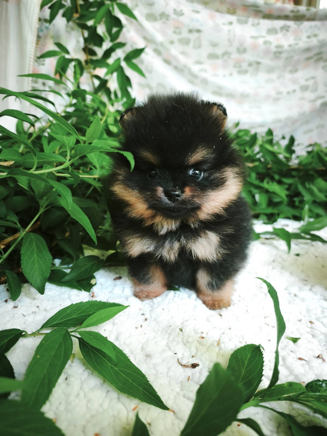 De La Beauté Française - Chiots disponibles - Spitz allemand