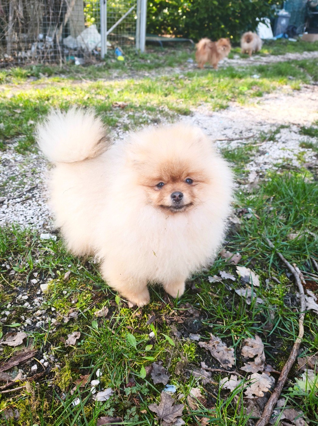 De La Beauté Française - Chiots disponibles - Spitz allemand