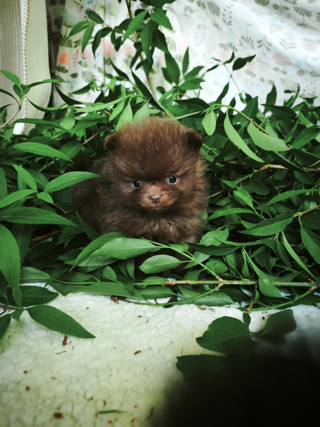 De La Beauté Française - Chiots disponibles - Spitz allemand