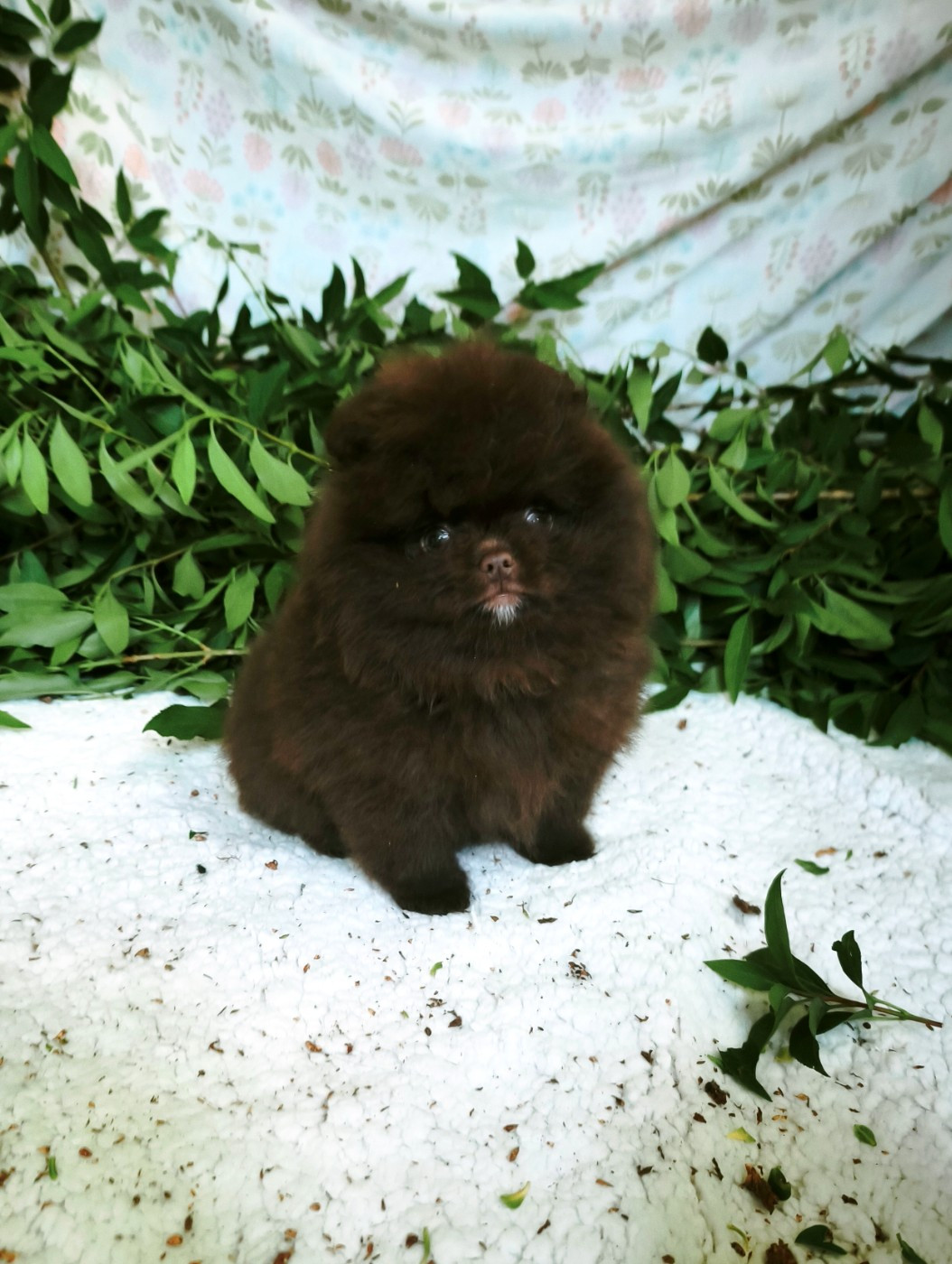 De La Beauté Française - Chiots disponibles - Spitz allemand