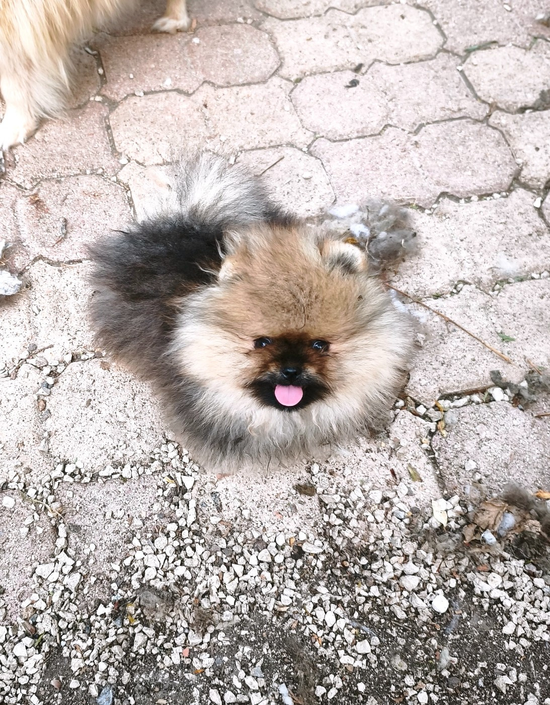 De La Beauté Française - Chiots disponibles - Spitz allemand