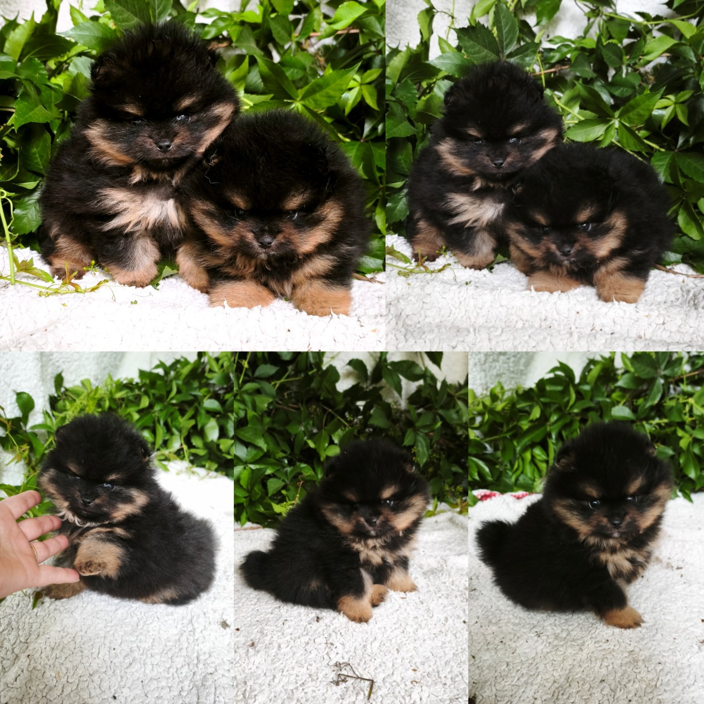 De La Beauté Française - Chiots disponibles - Spitz allemand