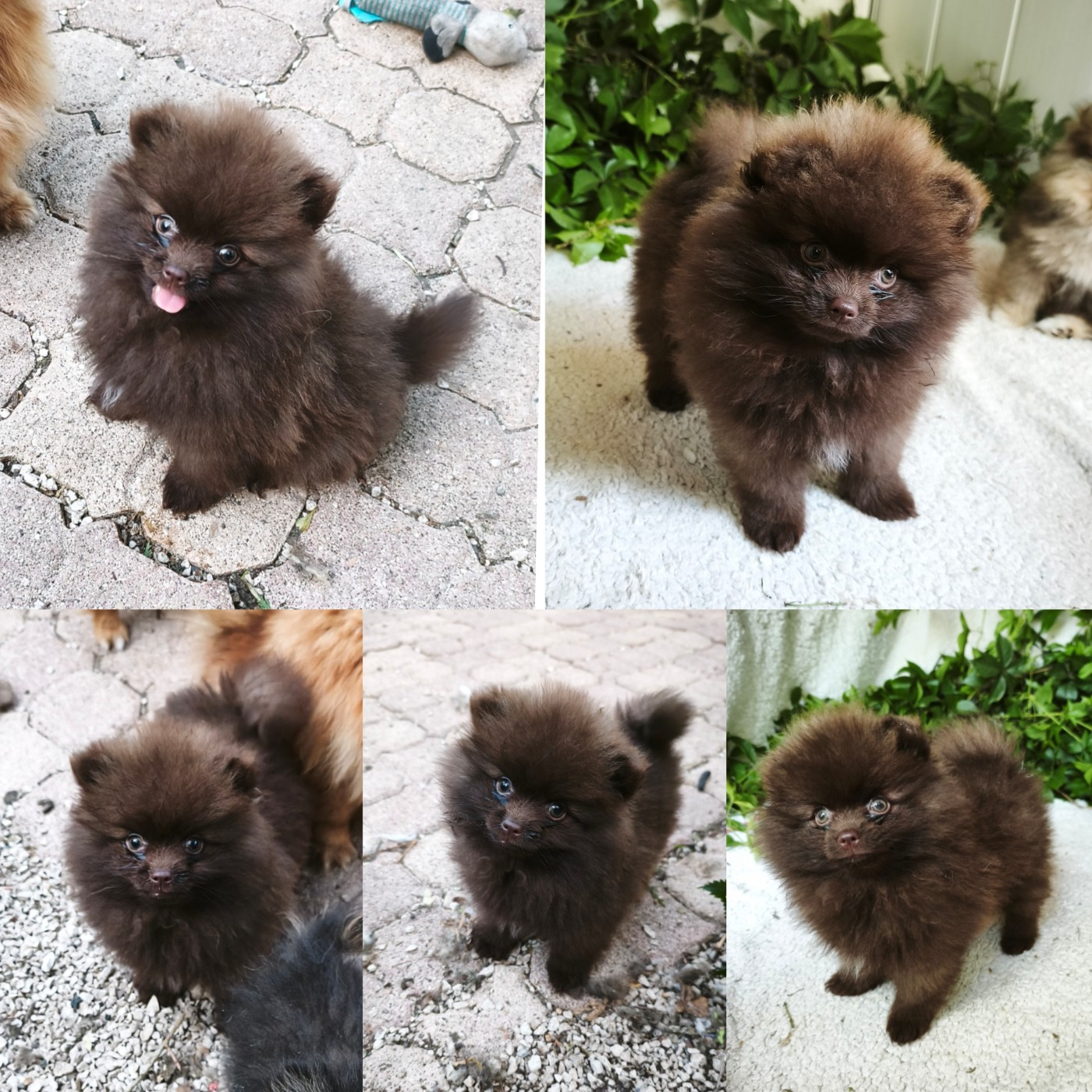 De La Beauté Française - Chiots disponibles - Spitz allemand