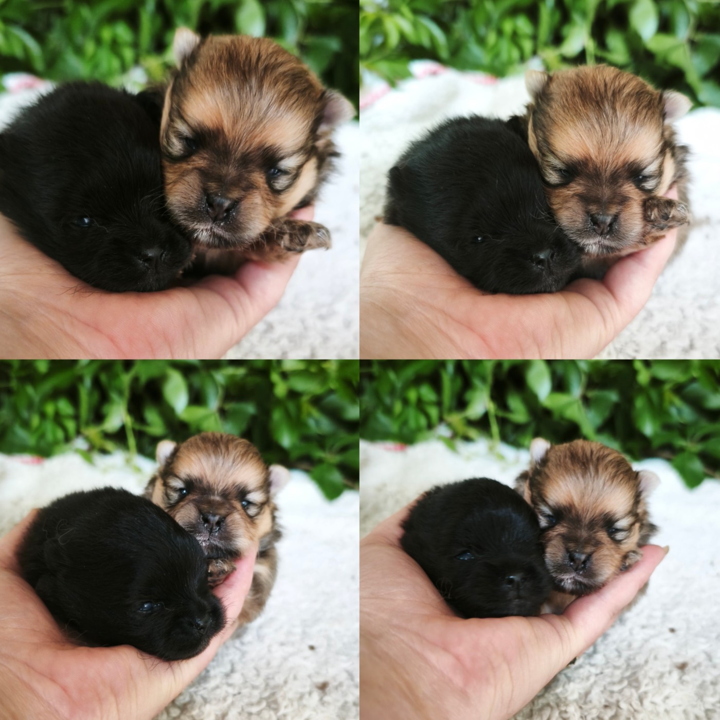 De La Beauté Française - Chiots disponibles - Spitz allemand