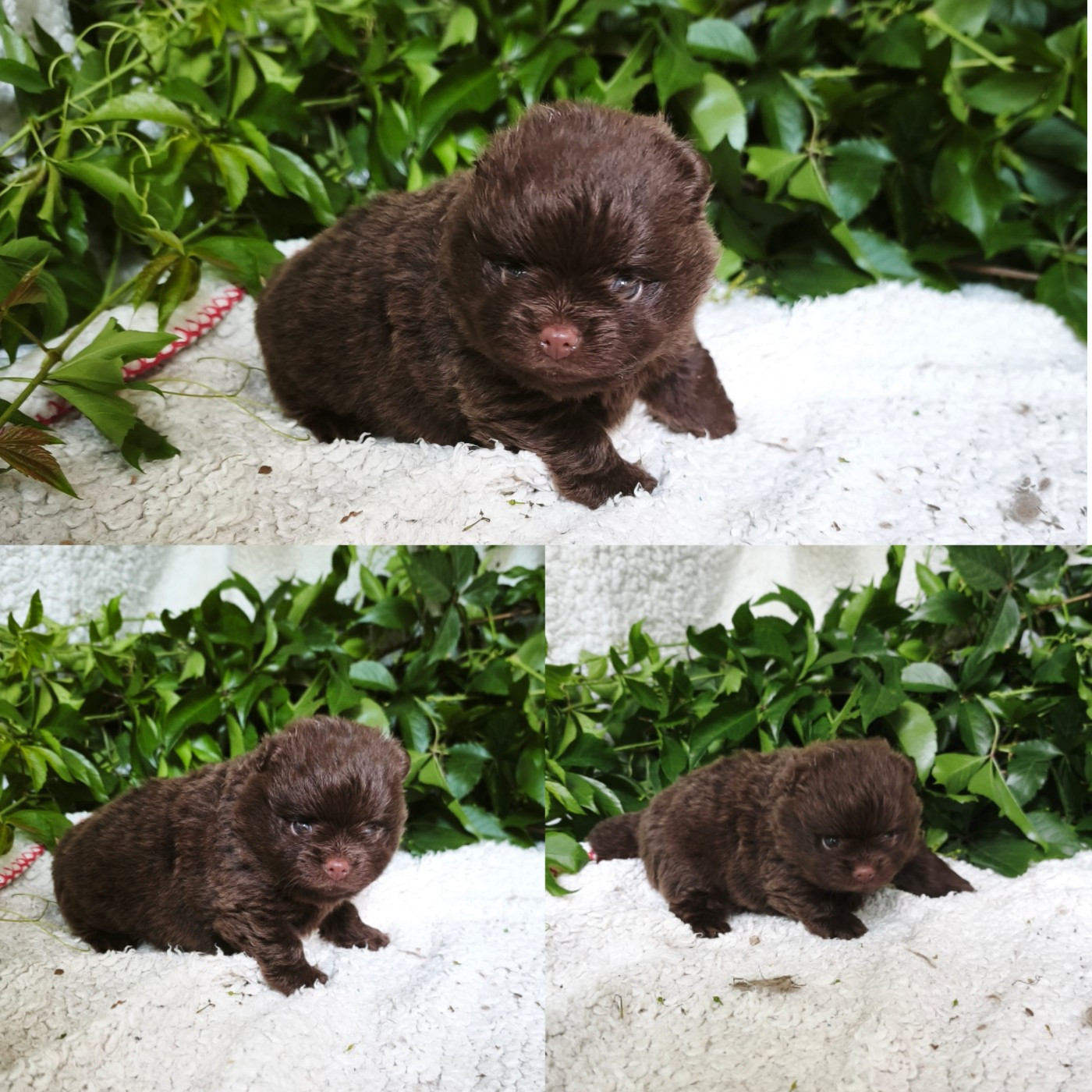 De La Beauté Française - Chiots disponibles - Spitz allemand
