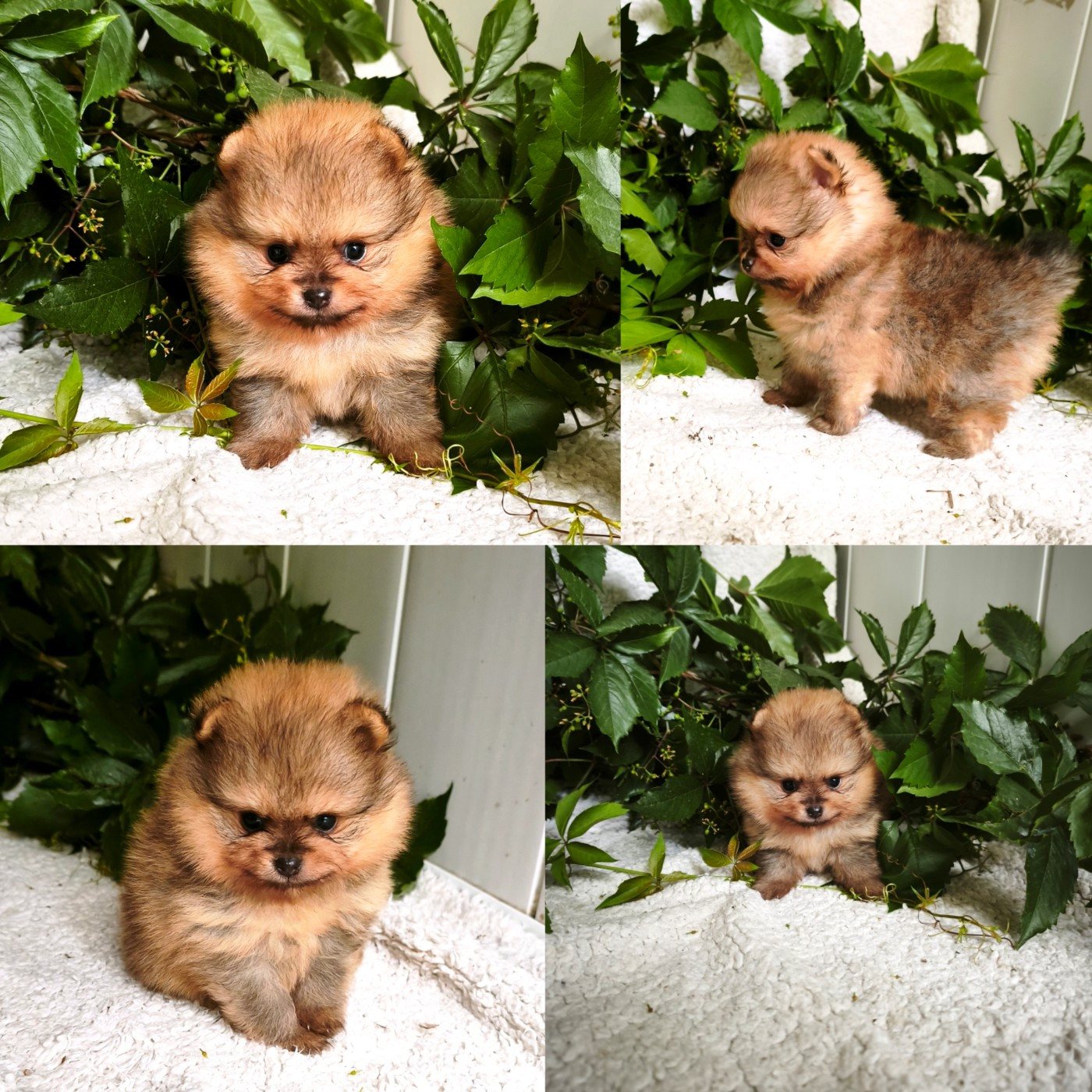 De La Beauté Française - Chiots disponibles - Spitz allemand