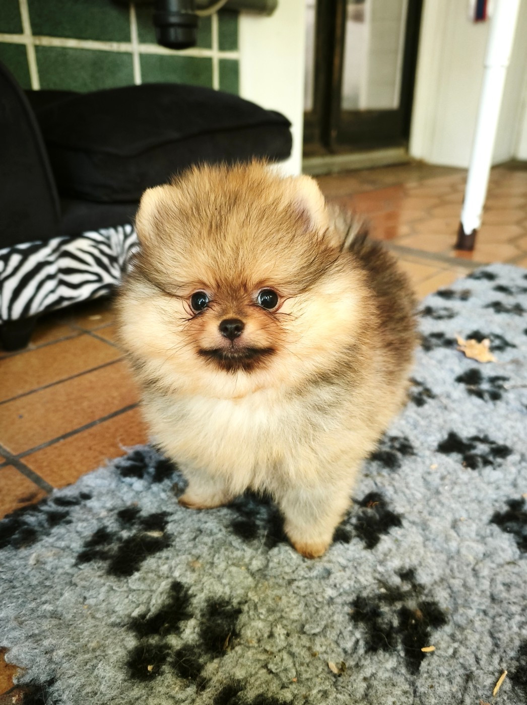 De La Beauté Française - Chiots disponibles - Spitz allemand
