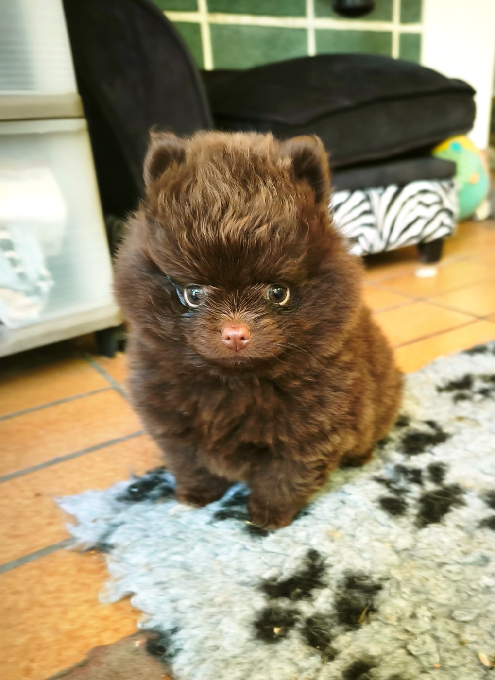 De La Beauté Française - Chiots disponibles - Spitz allemand