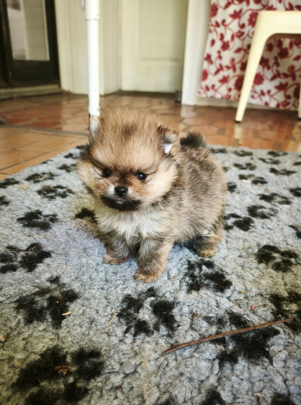 De La Beauté Française - Chiots disponibles - Spitz allemand