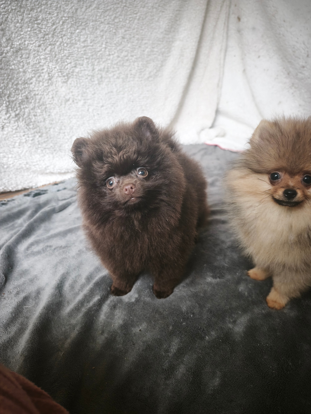 De La Beauté Française - Chiots disponibles - Spitz allemand