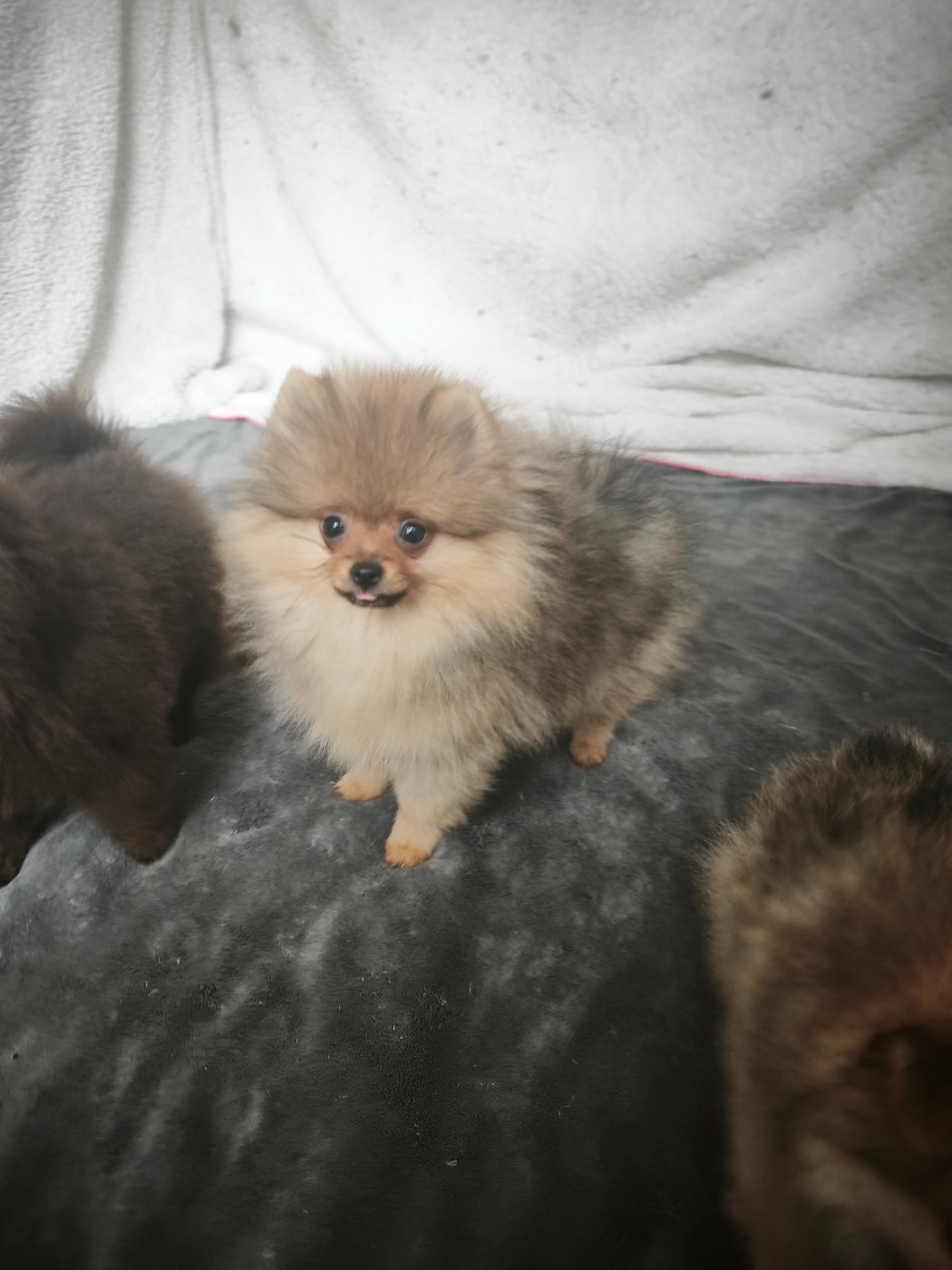 De La Beauté Française - Chiots disponibles - Spitz allemand