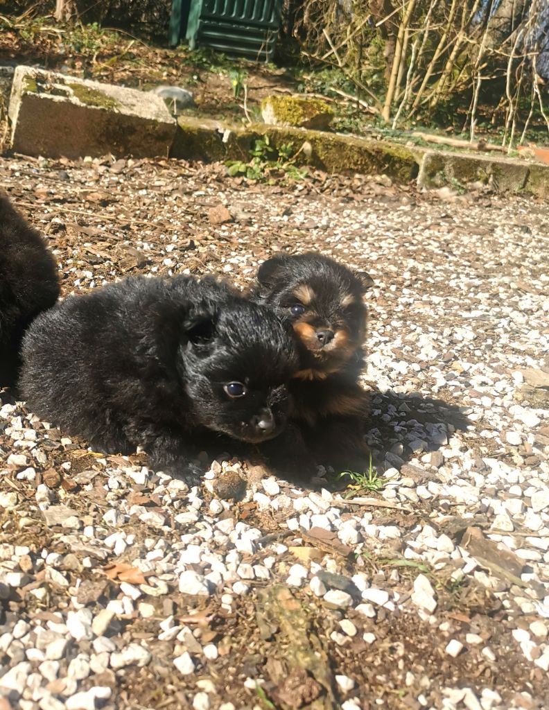 De La Beauté Française - Chiots disponibles - Spitz allemand